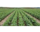 Assim como na soja, Goiás terá norma que limita calendário de plantio de feijão