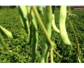 Boas Perspectivas para a segunda safra. O Paraná cultivou na segunda safra de feijão 229.500 hectares e espera uma produção estimada em torno de 430.000 toneladas. Boas Perspectivas para a segunda safra. O Paraná cultivou na segunda safra de feijão 229.500 hectares e espera uma produção estimada em torno de 430.000 toneladas.