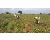 Em meio as chuvas, o estado de Minas Gerais apresenta perdas na produtiva por excesso de chuvas em algumas das regiões. 