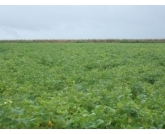 Faeg solicita alteração do calendário de plantio do feijão em Goiás