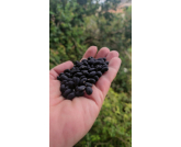 Feijão: Alta de Preços Reflete Restrição de Oferta, Não Aumento de Demanda