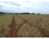 Feijão pode ser alternativa à soja na rotação