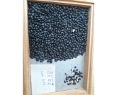 Feijão Preto - A variação no preço, associada à baixa procura, deixou os corretores desesperados nas vendas, pois uma variação negativa de até R$ 15,00/sc, já provocou um frenesi entre os setores.