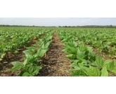 Lavoura de feijão aumenta em 12,8% sua produtividade com o uso de fertilizante biológico