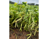 Mercado de Feijão Carioca Recupera Preços com Redução de Ofertas e Entrada da Safra Paulista