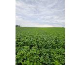 Mercado de feijão inicia abril com cautela, preços nominas e negociações restritas