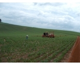 No estado do Paraná a primeira safra de feijão carioca e preto já está com 100% colhido, segundo informações do DERAL ? Departamento de Economia Rural. 