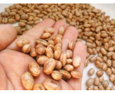 Nutrição de alta tecnologia minimiza estresse e garante alta produtividade no feijão Nutrição de alta tecnologia minimiza estresse e garante alta produtividade no feijão