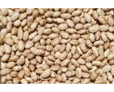 O pregão desta sexta-feira, 02, registrou um movimento quase inexistente de corretores e compradores. Além disso, apenas 2.320 sacas foram ofertadas.