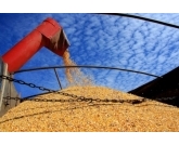 Produção de grãos cresce 3,4% e chega a 235,3 milhões Produção de grãos cresce 3,4% e chega a 235,3 milhões
