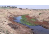 Produtores de Campos de Holambra reduzem área plantada devido à seca extrema