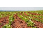 Safra foi afetada pelo clima No Paraná, a primeira safra de feijão 2018/19, ocupou uma área de 162.000 hectares e a produção foi de 247.000 toneladas. Já a segunda safra registrou uma área de 230.500 hectares e a produção inicialmente prevista era de Safra foi afetada pelo clima No Paraná, a primeira safra de feijão 2018/19, ocupou uma área de 162.000 hectares e a produção foi de 247.000 toneladas. Já a segunda safra registrou uma área de 230.500 hectares e a produção inicialmente prevista era de